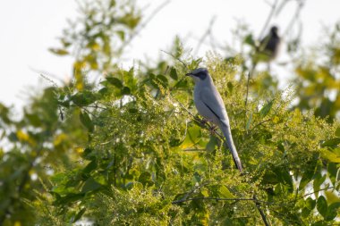 Hindistan 'ın Gujarat kentindeki Büyük Kutch Rannında gri hipokolius veya Hypocolius ampelinus gözlemlendi.