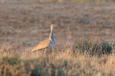 MacQueen 's bustard ya da Chlamydotis Macqueenii. Hindistan, Gujarat' taki Büyük Kutch 'a kış göçmeni..