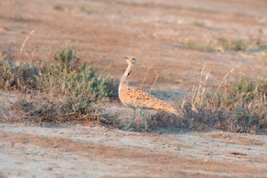 MacQueen 's bustard ya da Chlamydotis Macqueenii. Hindistan, Gujarat' taki Büyük Kutch 'a kış göçmeni..