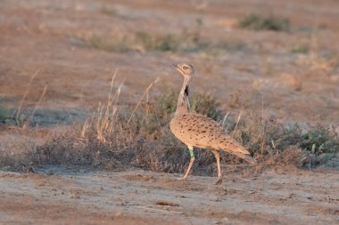 MacQueen's bustard or Chlamydotis macqueenii a winter migrant to Greater Rann of Kutch in Gujarat, India. clipart