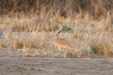 MacQueen 's bustard ya da Chlamydotis Macqueenii. Hindistan, Gujarat' taki Büyük Kutch 'a kış göçmeni..