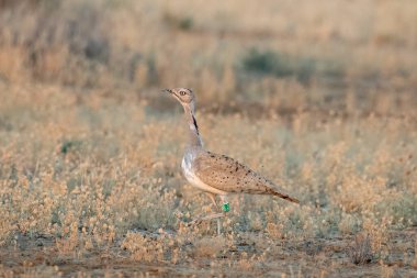 MacQueen 's bustard ya da Chlamydotis Macqueenii. Hindistan, Gujarat' taki Büyük Kutch 'a kış göçmeni..