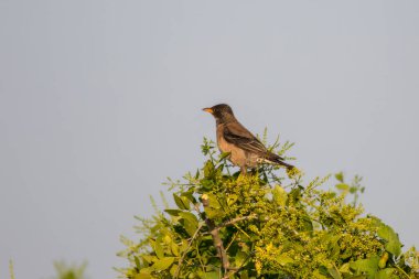 Gül sığırcığı (Pastor roseus) ayrıca gül renkli sığırcık veya gül renkli papaz olarak da bilinir.