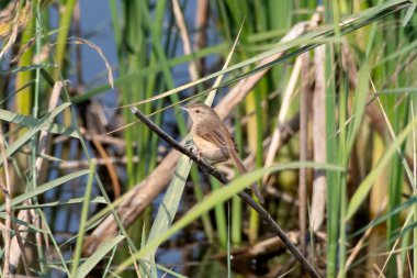 Hindistan 'ın Gujarat kentindeki Kutch Rannında rufous-front prinia (Prinia buchanani) gözlemlendi.