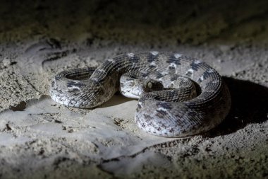 Echis carinatus, Hint testere ölçekli engerek, küçük Hint engereği veya testere ölçekli yılan, Kutch 'un Büyük Rann' ında gözlemlenen zehirli bir yılan.