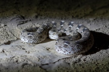Echis carinatus, Indian saw-scaled viper, little Indian viper or saw-scaled viper, a venomous snake, observed in Greater Rann of Kutch clipart
