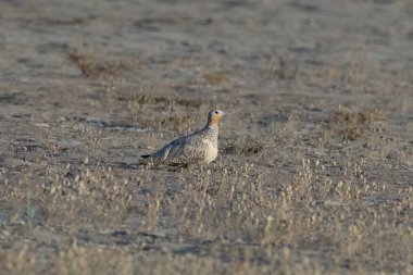 Görülen kum tavuğu (Pterocles senegallus) Gujarat 'taki Büyük Kutch Rann' ında gözlemlendi