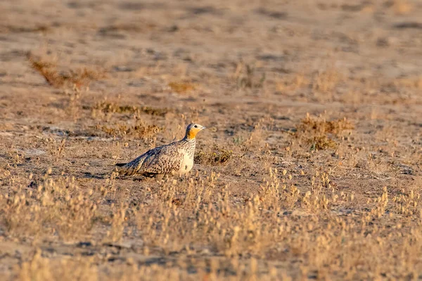 Spotted Sandgrouse Pterocles Senegallus Observed Greater Rann Kutch Gujarat — Stock Photo, Image