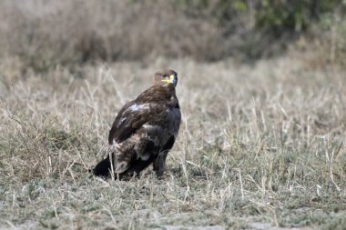 Steppe kartalı (Aquila nipalensis), Hindistan 'ın Gujarat kentindeki Büyük Kutch Rannında gözlemlenmiştir.