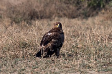 Steppe kartalı (Aquila nipalensis), Hindistan 'ın Gujarat kentindeki Büyük Kutch Rannında gözlemlenmiştir.