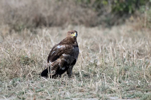 在印度古吉拉特邦库奇大牧场观察到的草原鹰 Aquila Nipalensis — 图库照片