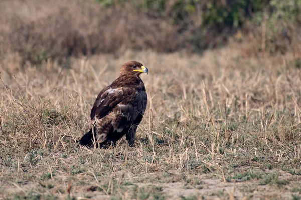 Степной Орел Aquila Nipalensis Наблюдается Большом Ранне Кач Гуджарате Индия — стоковое фото