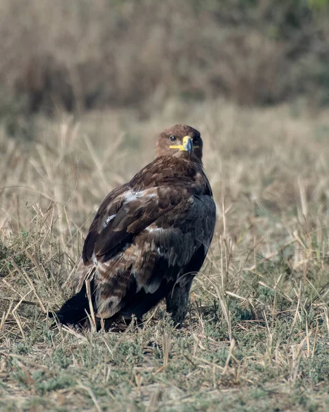 Steppe Eagle Aquila Nipalensis Pozorovaný Velkém Rannu Kutch Gudžarátu Indie — Stock fotografie