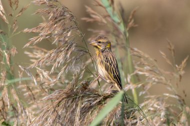 Çizgili dokumacı (Ploceus manyar), Hindistan 'ın Gujarat kentindeki Büyük Kutch Rannında gözlemlenmiştir.