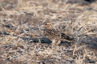 Sykes 'ın tarlakuşu (Galerida deva), Hindistan' ın Gujarat kentindeki Kutch 'un Büyük Rannında gözlemlenmiştir.