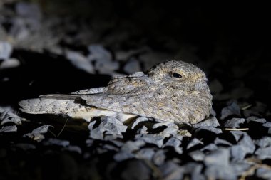 Sykes 'ın gece kavanozu, Sykes' ın gece kavanozu, Sind gece kavanozu veya Sindh gece kavanozu (Caprimulgus mahrattensis) Kutch 'in Büyük Rann' inde gözlemlendi.