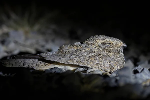 Кофейник Сайкса Кофейник Сайкса Кофейник Синда Кофейник Синда Caprimulgus Mahrattensis — стоковое фото