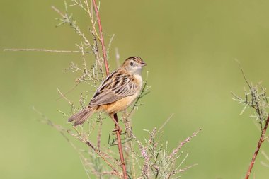 Hindistan 'ın Gujarat kentindeki Büyük Kutch Rann of Kutch' ta gözlemlenen Zitting cisticola ya da çizgili fantail warbler (Cisticola juncidis)