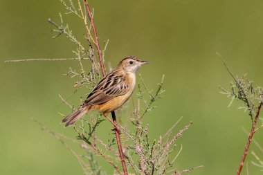 Hindistan 'ın Gujarat kentindeki Büyük Kutch Rann of Kutch' ta gözlemlenen Zitting cisticola ya da çizgili fantail warbler (Cisticola juncidis)