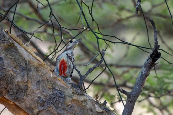 Дятел Жёлтой Короной Leiopicus Mahrattensis Дятел Маратта Mahratta Woodpecker Наблюдается — стоковое фото