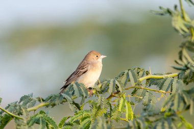 Hindistan 'ın Gujarat kentinde Nalsarovar yakınlarında dişi siyah başlı kiraz kuşu (Emberiza melanocephala) gözlemlendi.