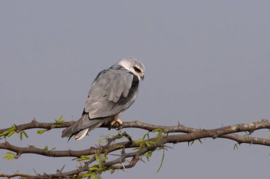 Siyah kanatlı uçurtma (Elanus caeruleus), Hindistan 'ın Gujarat kentinde Nalsarovar yakınlarında kara omuzlu uçurtma olarak da bilinir.