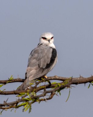 Siyah kanatlı uçurtma (Elanus caeruleus), Hindistan 'ın Gujarat kentinde Nalsarovar yakınlarında kara omuzlu uçurtma olarak da bilinir.