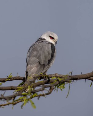 Siyah kanatlı uçurtma (Elanus caeruleus), Hindistan 'ın Gujarat kentinde Nalsarovar yakınlarında kara omuzlu uçurtma olarak da bilinir.