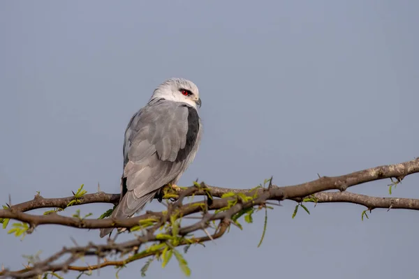 Siyah kanatlı uçurtma (Elanus caeruleus), Hindistan 'ın Gujarat kentinde Nalsarovar yakınlarında kara omuzlu uçurtma olarak da bilinir.