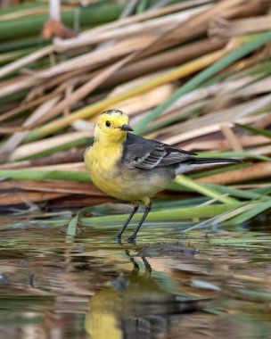 Hindistan 'ın Gujarat kentinde Nalsarovar yakınlarında Citrine wagtail (Motacilla citreola) gözlemlendi.