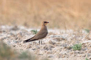 Yakalı pratincole (Glareola pratincola), Hindistan 'ın Gujarat kentinde Nalsarovar yakınlarında görülen sıradan pratincole veya kırmızı kanatlı pratincole olarak da bilinir.