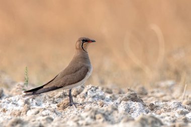 Yakalı pratincole (Glareola pratincola), Hindistan 'ın Gujarat kentinde Nalsarovar yakınlarında görülen sıradan pratincole veya kırmızı kanatlı pratincole olarak da bilinir.