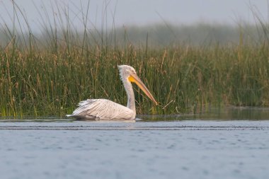 Pelikan ailesinin en büyük üyesi olan Dalmaçyalı pelikan (Pelecanus crispus), Hindistan 'ın Gujarat kentindeki Nalsarovar' da gözlemlenmiştir.