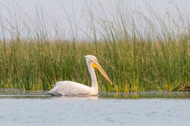 Pelikan ailesinin en büyük üyesi olan Dalmaçyalı pelikan (Pelecanus crispus), Hindistan 'ın Gujarat kentindeki Nalsarovar' da gözlemlenmiştir.