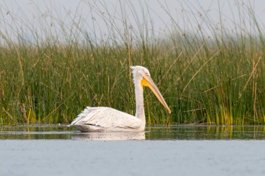 Pelikan ailesinin en büyük üyesi olan Dalmaçyalı pelikan (Pelecanus crispus), Hindistan 'ın Gujarat kentindeki Nalsarovar' da gözlemlenmiştir.