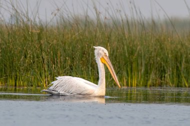 Pelikan ailesinin en büyük üyesi olan Dalmaçyalı pelikan (Pelecanus crispus), Hindistan 'ın Gujarat kentindeki Nalsarovar' da gözlemlenmiştir.