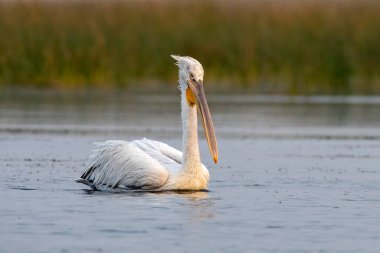 Pelikan ailesinin en büyük üyesi olan Dalmaçyalı pelikan (Pelecanus crispus), Hindistan 'ın Gujarat kentindeki Nalsarovar' da gözlemlenmiştir.
