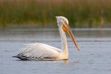 Pelikan ailesinin en büyük üyesi olan Dalmaçyalı pelikan (Pelecanus crispus), Hindistan 'ın Gujarat kentindeki Nalsarovar' da gözlemlenmiştir.