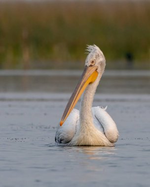 Pelikan ailesinin en büyük üyesi olan Dalmaçyalı pelikan (Pelecanus crispus), Hindistan 'ın Gujarat kentindeki Nalsarovar' da gözlemlenmiştir.