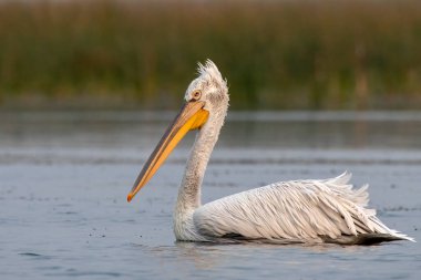 Pelikan ailesinin en büyük üyesi olan Dalmaçyalı pelikan (Pelecanus crispus), Hindistan 'ın Gujarat kentindeki Nalsarovar' da gözlemlenmiştir.