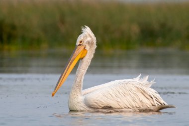 Pelikan ailesinin en büyük üyesi olan Dalmaçyalı pelikan (Pelecanus crispus), Hindistan 'ın Gujarat kentindeki Nalsarovar' da gözlemlenmiştir.