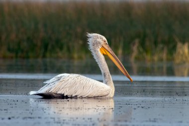 Pelikan ailesinin en büyük üyesi olan Dalmaçyalı pelikan (Pelecanus crispus), Hindistan 'ın Gujarat kentindeki Nalsarovar' da gözlemlenmiştir.