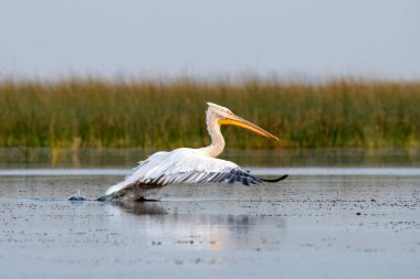 Pelikan ailesinin en büyük üyesi olan Dalmaçyalı pelikan (Pelecanus crispus), Hindistan 'ın Gujarat kentindeki Nalsarovar' da gözlemlenmiştir.