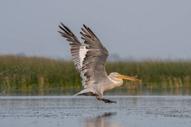 Pelikan ailesinin en büyük üyesi olan Dalmaçyalı pelikan (Pelecanus crispus), Hindistan 'ın Gujarat kentindeki Nalsarovar' da gözlemlenmiştir.