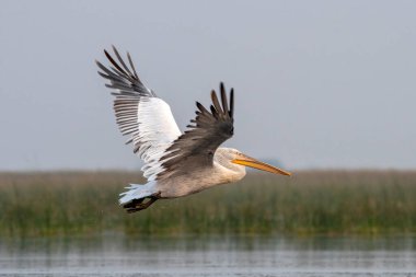 Pelikan ailesinin en büyük üyesi olan Dalmaçyalı pelikan (Pelecanus crispus), Hindistan 'ın Gujarat kentindeki Nalsarovar' da gözlemlenmiştir.