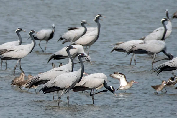 stock image Demoiselle crane (Grus virgo) observed near Nalsarovar in Gujarat, India