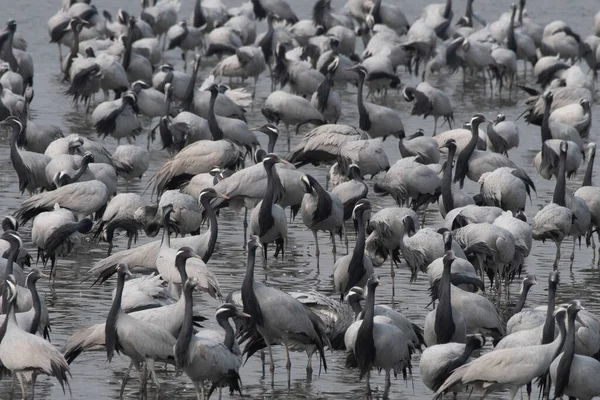 Hindistan 'ın Gujarat kentinde Nalsarovar yakınlarında demoiselle vinç (Grus virgo) gözlemlendi.