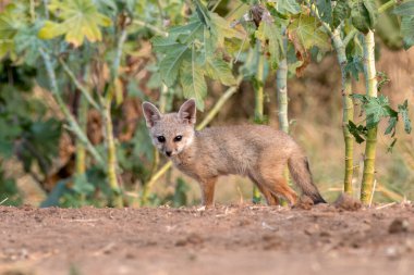Pups of Bengal fox (Vulpes bengalensis), also known as the Indian fox, observed near Nalsarovar in Gujarat, India clipart