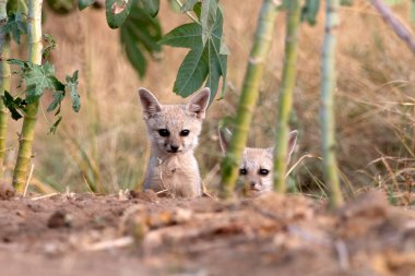 Bengal tilkisi yavruları (Vulpes bengalensis), Hindistan 'ın Gujarat kentinde Nalsarovar yakınlarında gözlemlenen Hint tilkisi olarak da bilinir.