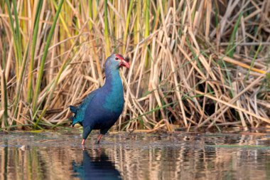 Hindistan 'ın Gujarat kentindeki Nalsarovar' da gri başlı bataklık (Porphyrio poliocephalus) gözlemlendi.
